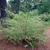 Corylopsis glabrescens form ('Longwood_Chimes')