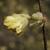 bud