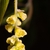 Corylopsis platypetala