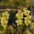 Corylopsis platypetala