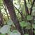 Corylopsis spicata bark
