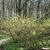 An understory planting in a woodland garden.