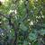 Corylus avellana