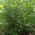 Corylus americana