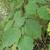 Corylus americana