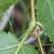Corylus americana