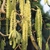 Male catkins