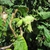 Fruits forming