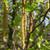 Corylus avellana
