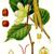 All parts of plant
