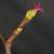 leaves and bud