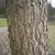 Corylus colurna