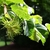 Corylus colurna