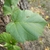 Corylus colurna