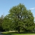 Corylus colurna