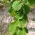 Corylus colurna Leaf