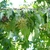Corylus colurna
