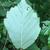 Underside of leaf