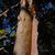 Corylus fargesii