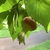 Corylus fargesii