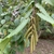 Corylus fargesii