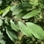 Corylus fargesii