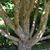 Corylus fargesii