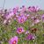 Cosmos spp.