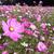 Cosmos bipinnatus