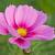 Cosmos bipinnatus