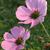 Cosmos bipinnatus