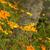 Cosmos sulphureus