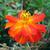 Cosmos sulphureus