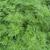 Cosmos sulphureus