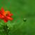 Cosmos sulphureus
