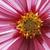 Cosmos bipinnatus