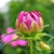 Cosmos