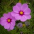 Cosmos