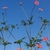 Cosmos