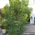 Cotinus coggygria 'Ancot' Golden Spirit