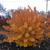 Cotinus coggygria 'Pink Champagne' - fall foliage full plant