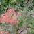 Cotinus coggygria