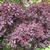 Cotinus coggygria 'Royal Purple'