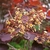Small yellowish cluster of flowers