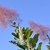 Hazy, pinkish purple plumes sterile flower stalks