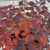 Reddish leaves