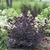 Form of shrub with reddish leaves