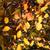Cotinus coggygria 'Ancot' GOLDEN SPIRIT