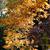 Cotinus coggygria 'Ancot' GOLDEN SPIRIT