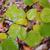 Cotinus coggygria 'Ancot' GOLDEN SPIRIT